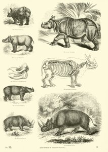 Pagina uit Het Picturale Museum van Geanimeerde Natuur