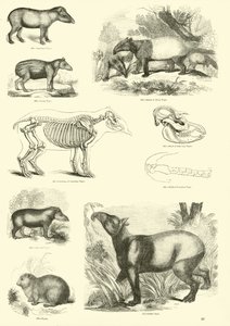 Pagina uit Het Picturale Museum van Geanimeerde Natuur