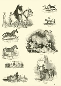 Pagina uit Het Picturale Museum van Geanimeerde Natuur