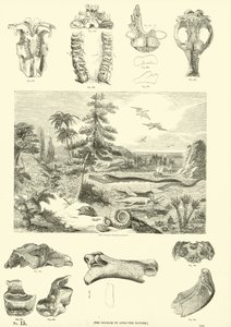 Pagina uit Het Picturale Museum van Geanimeerde Natuur