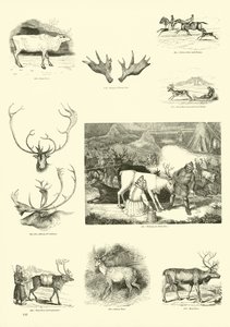 Pagina uit Het Picturale Museum van Geanimeerde Natuur