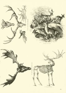 Pagina uit Het Picturale Museum van Geanimeerde Natuur door English School