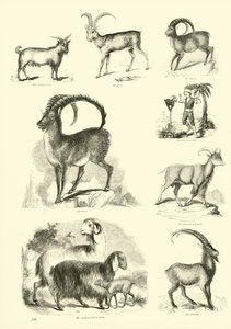 Pagina uit Het Picturale Museum van Geanimeerde Natuur door English School