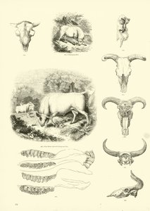 Pagina uit Het Picturale Museum van Geanimeerde Natuur door English School