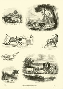 Pagina uit Het Picturale Museum van Geanimeerde Natuur door English School