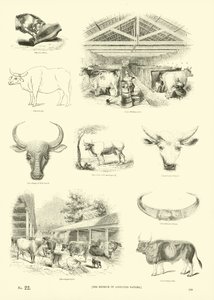 Pagina uit Het Picturale Museum van Geanimeerde Natuur