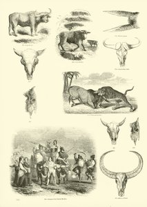 Pagina uit Het Picturale Museum van Geanimeerde Natuur