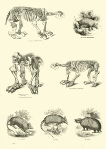 Pagina uit Het Picturale Museum van Geanimeerde Natuur