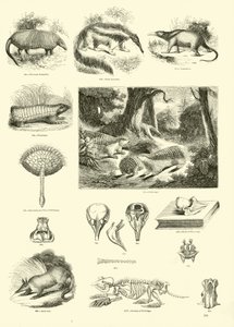 Pagina uit Het Picturale Museum van Geanimeerde Natuur