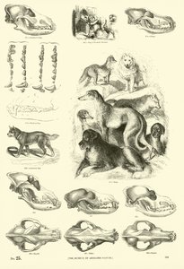 Pagina uit Het Picturale Museum van Geanimeerde Natuur door English School