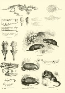 Pagina uit Het Picturale Museum van Geanimeerde Natuur door English School