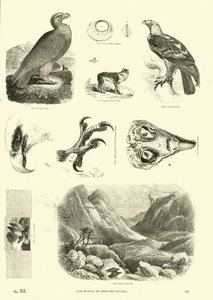 Pagina uit Het Picturale Museum van Geanimeerde Natuur