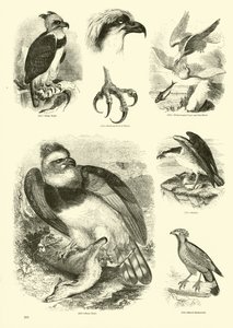 Pagina uit Het Picturale Museum van Geanimeerde Natuur