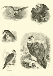 Pagina uit Het Picturale Museum van Geanimeerde Natuur door English School