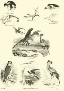 Pagina uit Het Picturale Museum van Geanimeerde Natuur