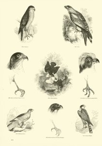 Pagina uit Het Picturale Museum van Geanimeerde Natuur