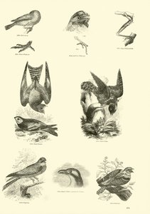 Pagina uit Het Picturale Museum van Geanimeerde Natuur