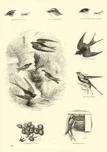 Pagina uit Het Picturale Museum van Geanimeerde Natuur door English School