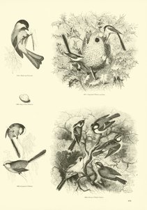 Pagina uit Het Picturale Museum van Geanimeerde Natuur