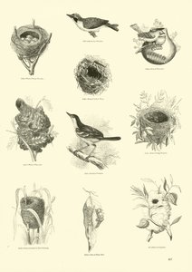 Pagina uit Het Picturale Museum van Geanimeerde Natuur door English School