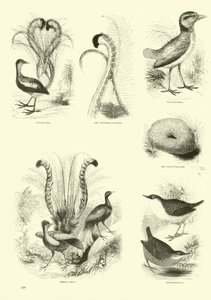 Pagina uit Het Picturale Museum van Geanimeerde Natuur