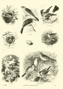 Pagina uit Het Picturale Museum van Geanimeerde Natuur door English School