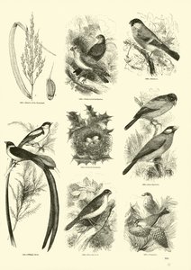 Pagina uit Het Picturale Museum van Geanimeerde Natuur door English School