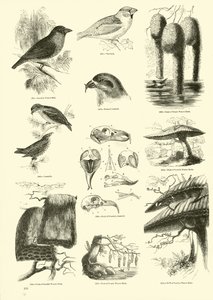 Pagina uit Het Picturale Museum van Geanimeerde Natuur