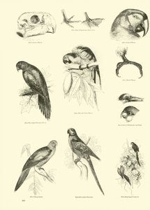 Pagina uit Het Picturale Museum van Geanimeerde Natuur