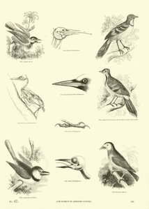 Pagina uit Het Picturale Museum van Geanimeerde Natuur