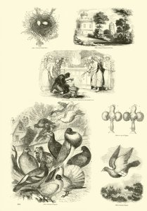 Pagina uit Het Picturale Museum van Geanimeerde Natuur door English School