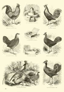 Pagina uit Het Picturale Museum van Geanimeerde Natuur