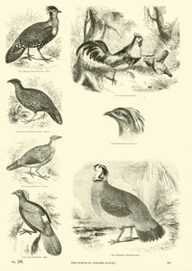 Pagina uit Het Picturale Museum van Geanimeerde Natuur door English School