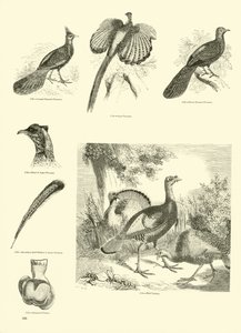 Pagina uit Het Picturale Museum van Geanimeerde Natuur door English School