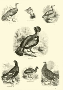 Pagina uit Het Picturale Museum van Geanimeerde Natuur door English School