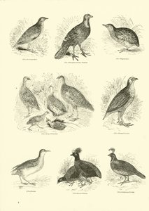 Pagina uit Het Picturale Museum van Geanimeerde Natuur