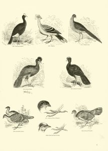 Pagina uit Het Picturale Museum van Geanimeerde Natuur door English School