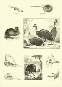 Pagina uit Het Picturale Museum van Geanimeerde Natuur door English School