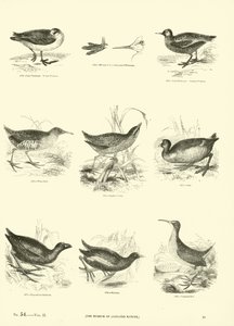 Pagina uit Het Picturale Museum van Geanimeerde Natuur door English School