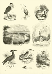 Pagina uit Het Picturale Museum van Geanimeerde Natuur