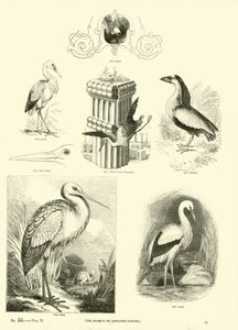 Pagina uit Het Picturale Museum van Geanimeerde Natuur