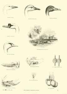 Pagina uit Het Picturale Museum van Geanimeerde Natuur door English School