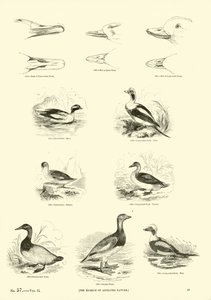 Pagina uit Het Picturale Museum van Geanimeerde Natuur door English School