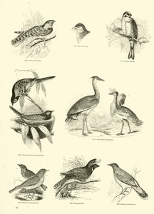 Pagina uit Het Picturale Museum van Geanimeerde Natuur