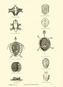 Pagina uit Het Picturale Museum van Geanimeerde Natuur