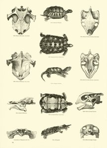 Pagina uit Het Picturale Museum van Geanimeerde Natuur