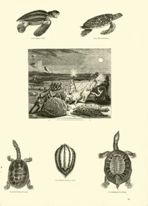 Pagina uit Het Picturale Museum van Geanimeerde Natuur