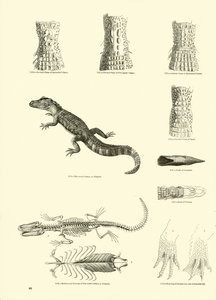 Pagina uit Het Picturale Museum van Geanimeerde Natuur door English School