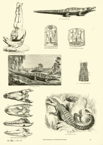 Pagina uit Het Picturale Museum van Geanimeerde Natuur