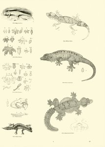 Pagina uit Het Picturale Museum van Geanimeerde Natuur